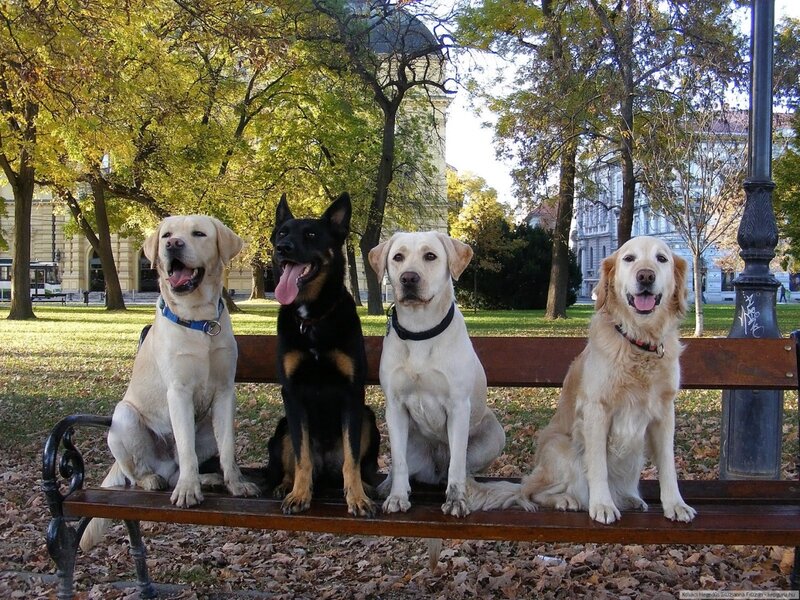 Four Dogs on Bench