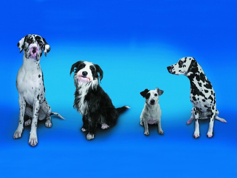 Four Dogs on Blue Background