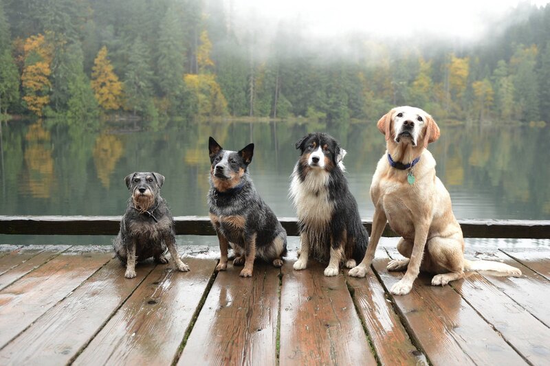 Four Dogs on Dock — Brown