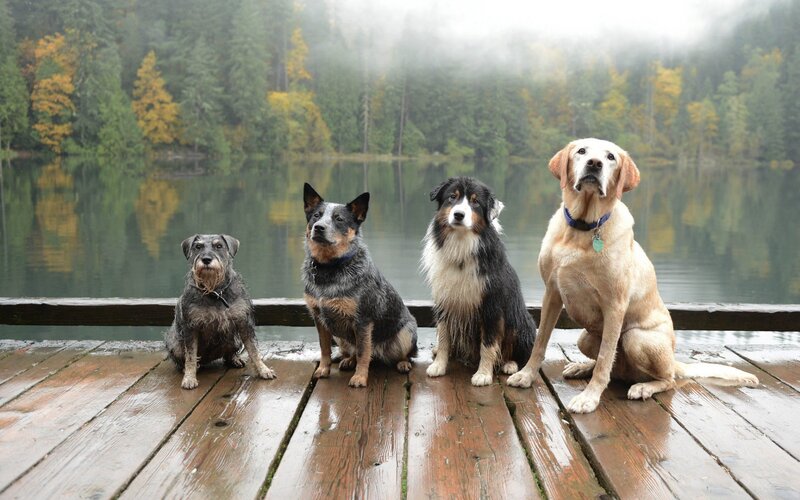 Four Dogs on Dock