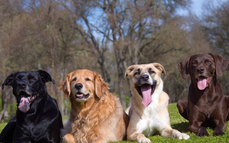 Four Dogs on Grass — Green, Calm