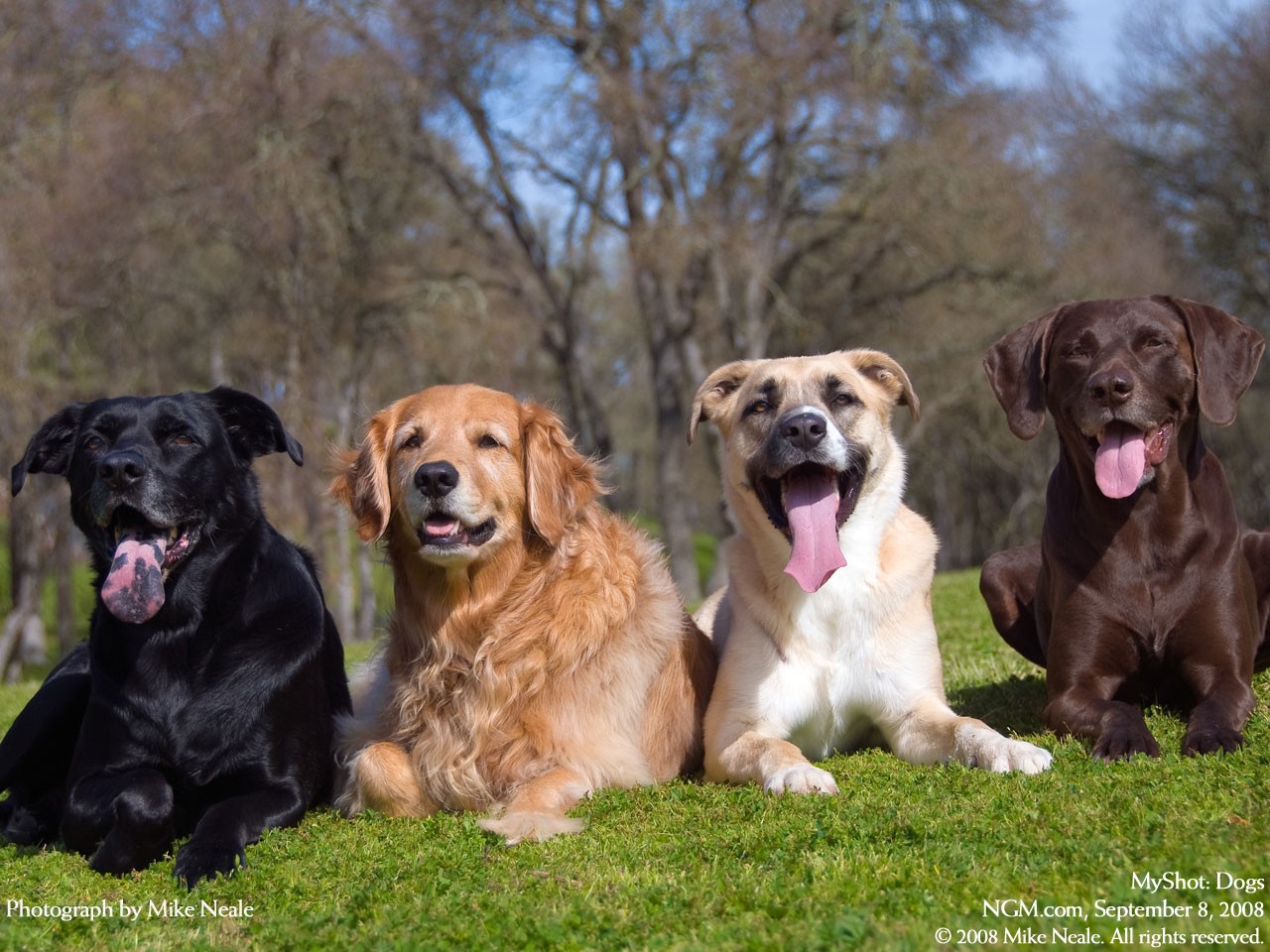 four dogs on grass