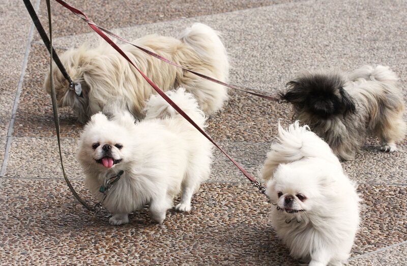 four dogs on leashes