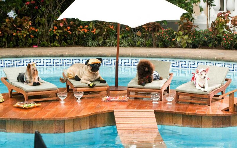 Four Dogs on Lounge Chairs
