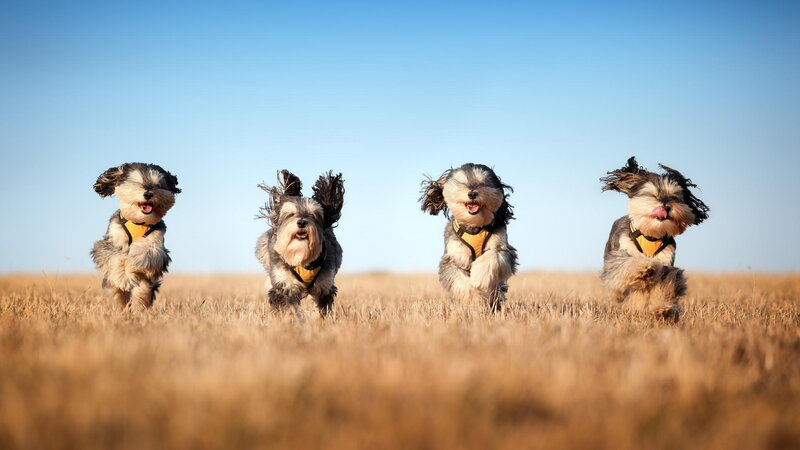four dogs running in field