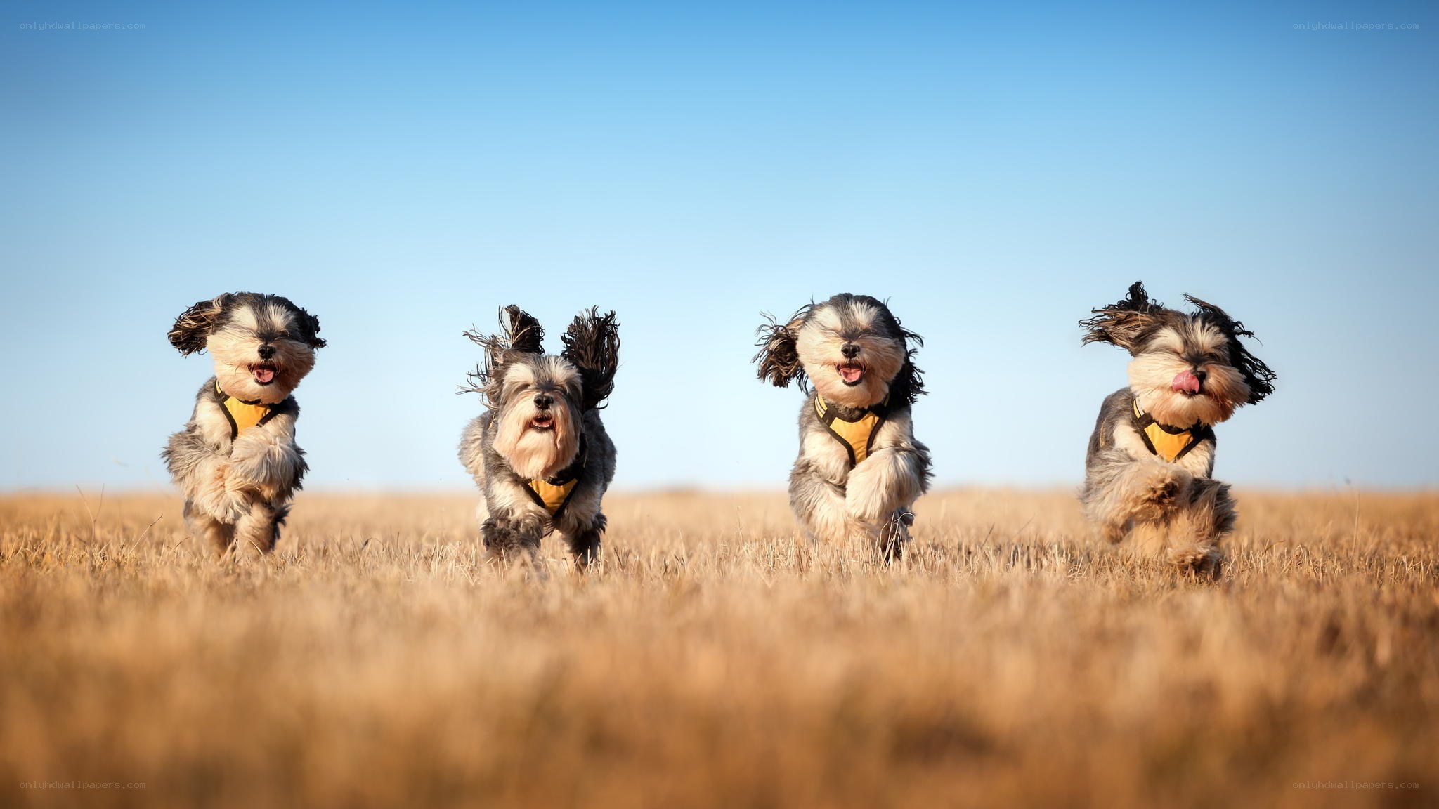 four dogs running in field