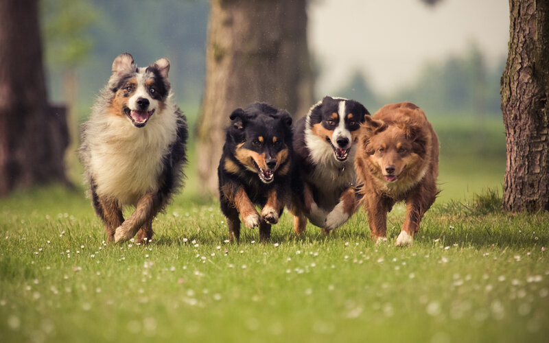 Four Dogs Running