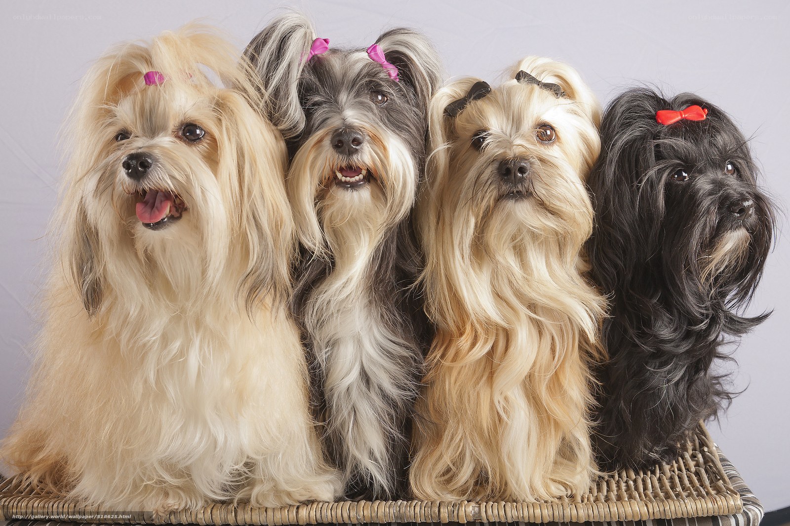 four dogs with bows