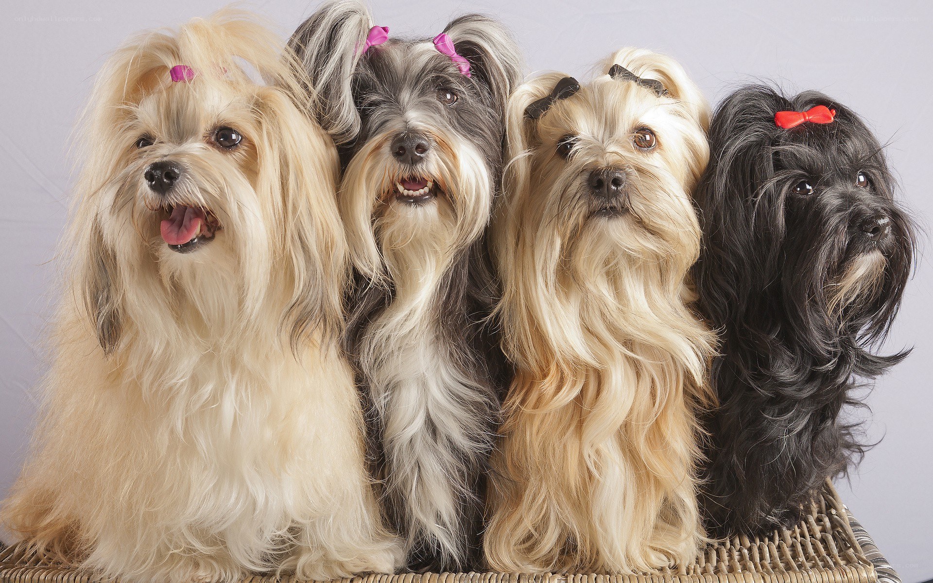 four dogs with bows