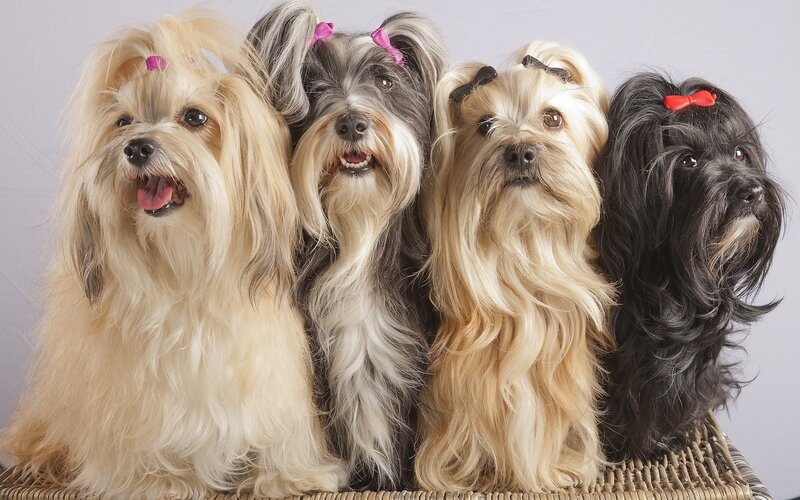 four dogs with bows