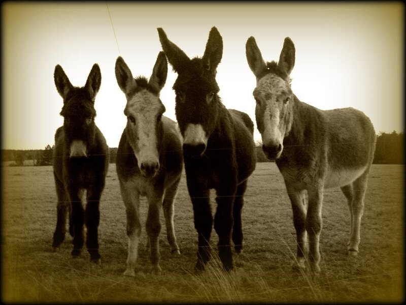 four donkeys in a field