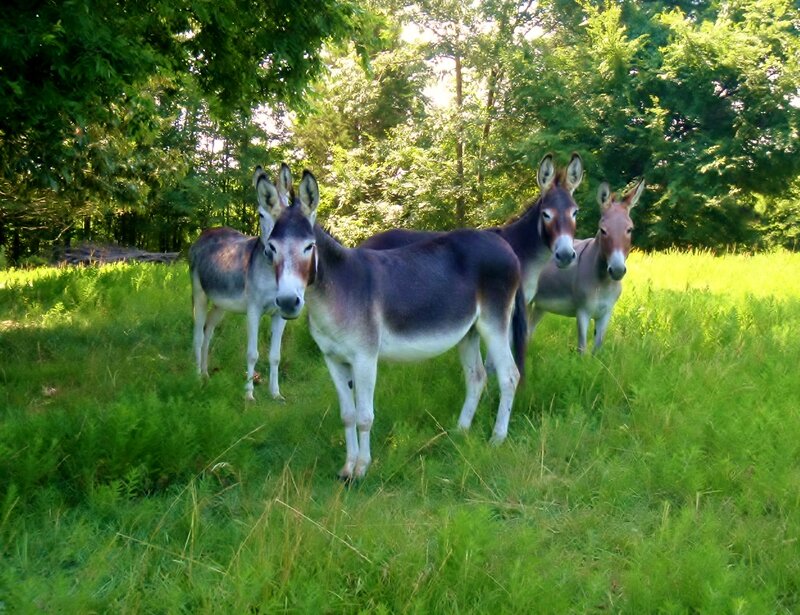Four Donkeys in Field