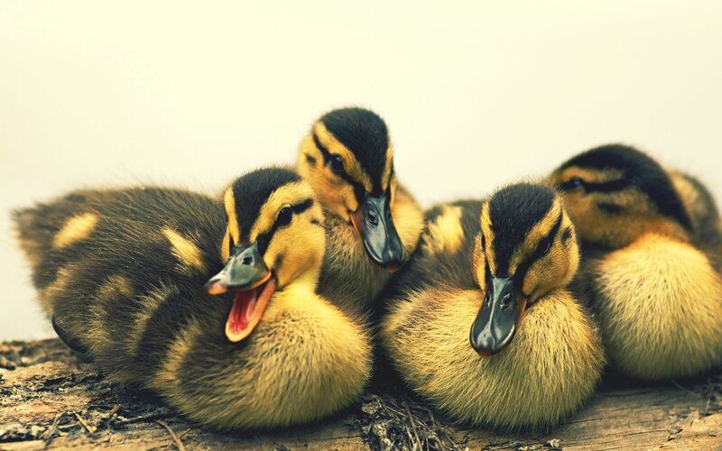 Four Ducklings Huddled — Yellow