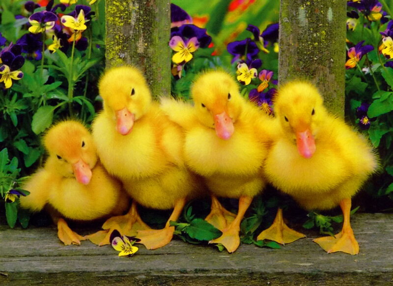 Four Ducklings in Garden