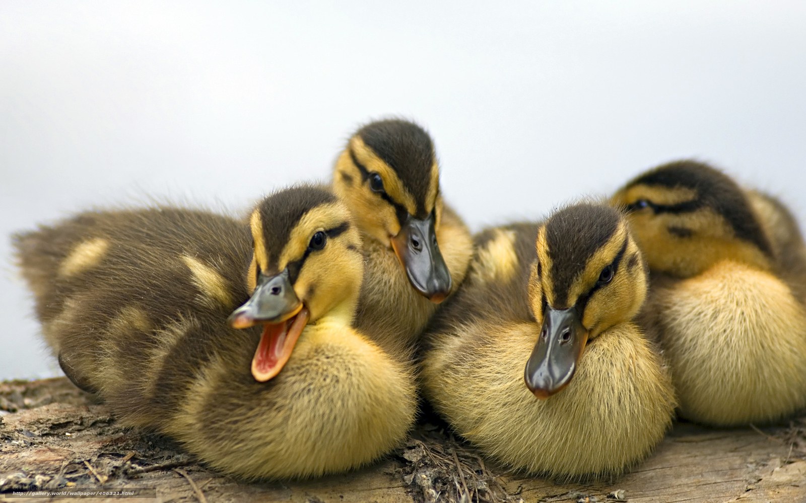 four ducklings on a log