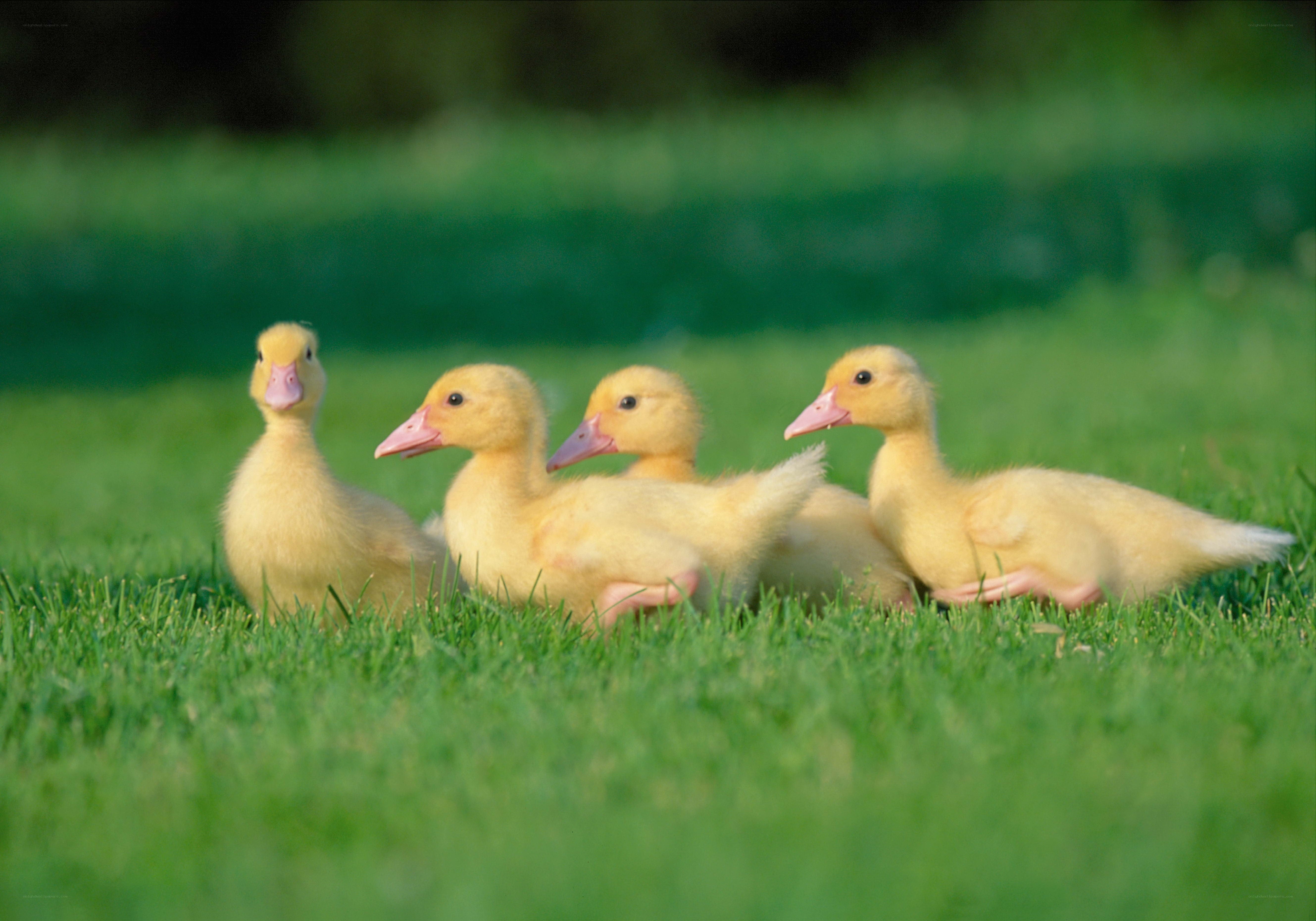 Four ducklings on green grass