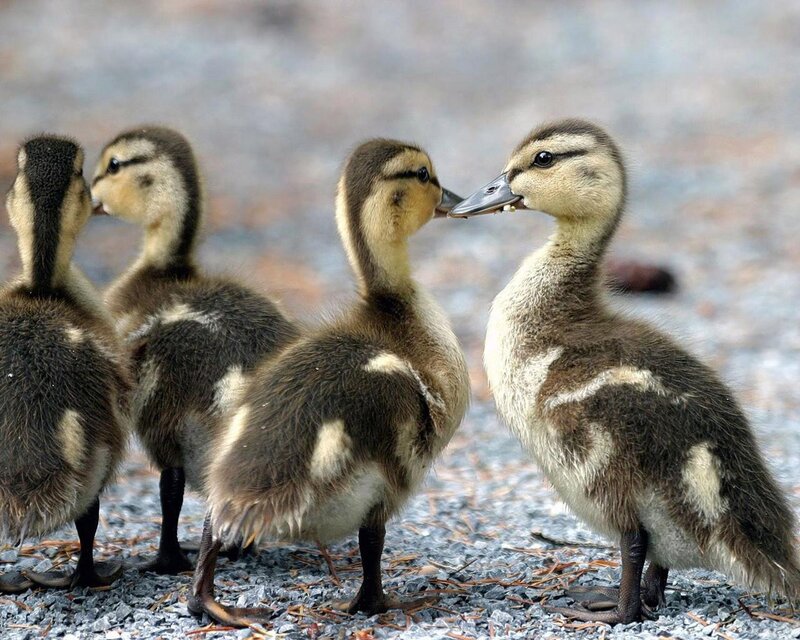 Four Ducklings Standing