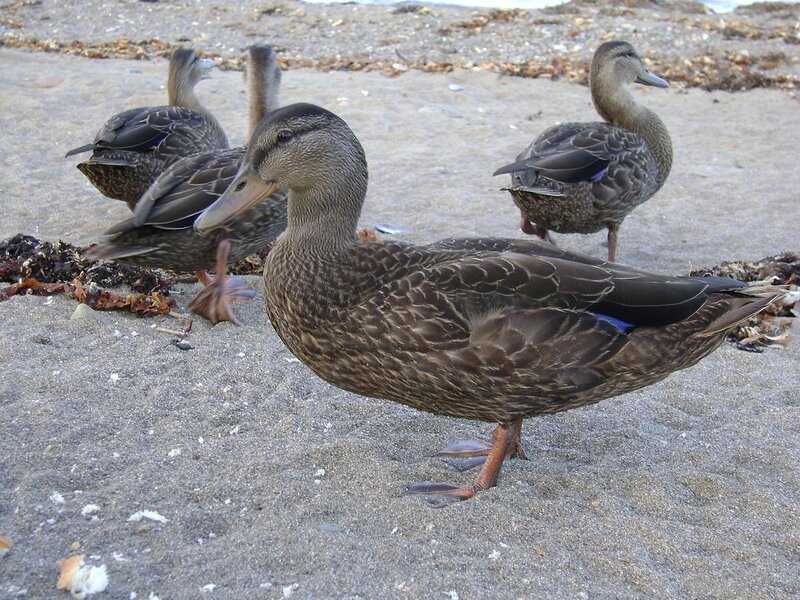 Four Ducks on Sand