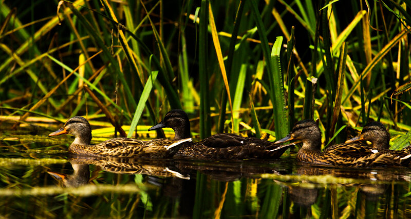 Four Ducks Swimming