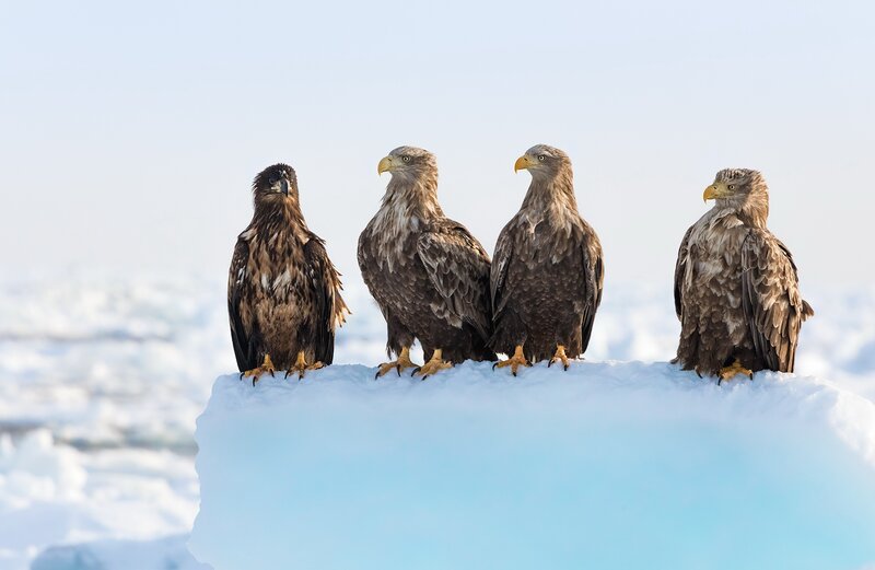 Four Eagles on Ice