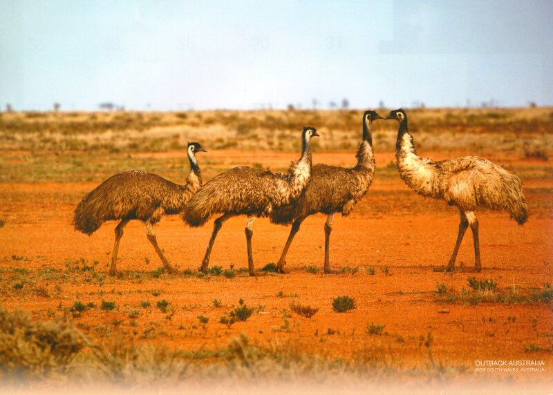 Four Emus in Desert