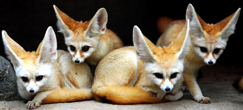 four fennec foxes together