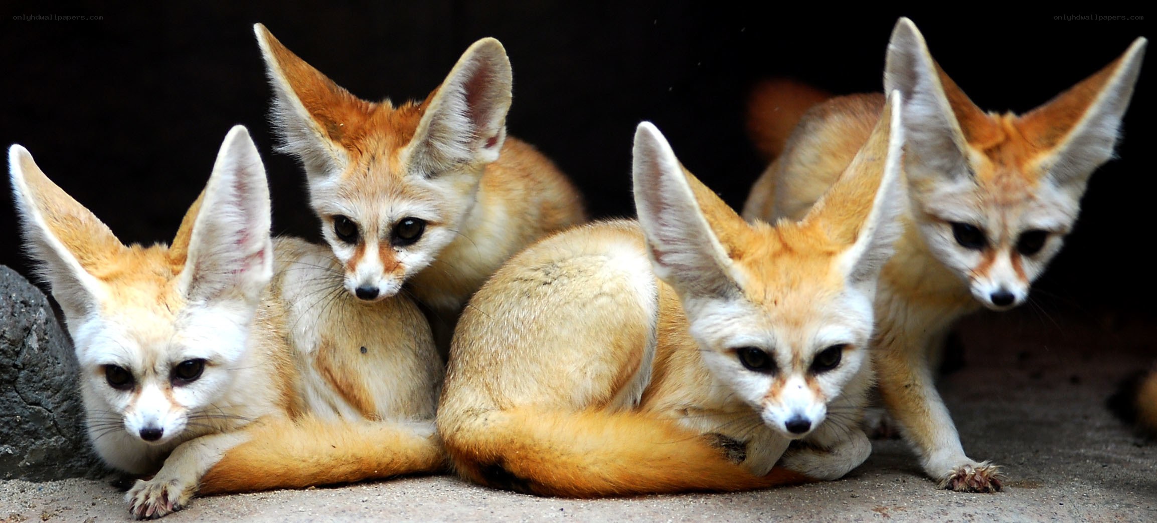 four fennec foxes together