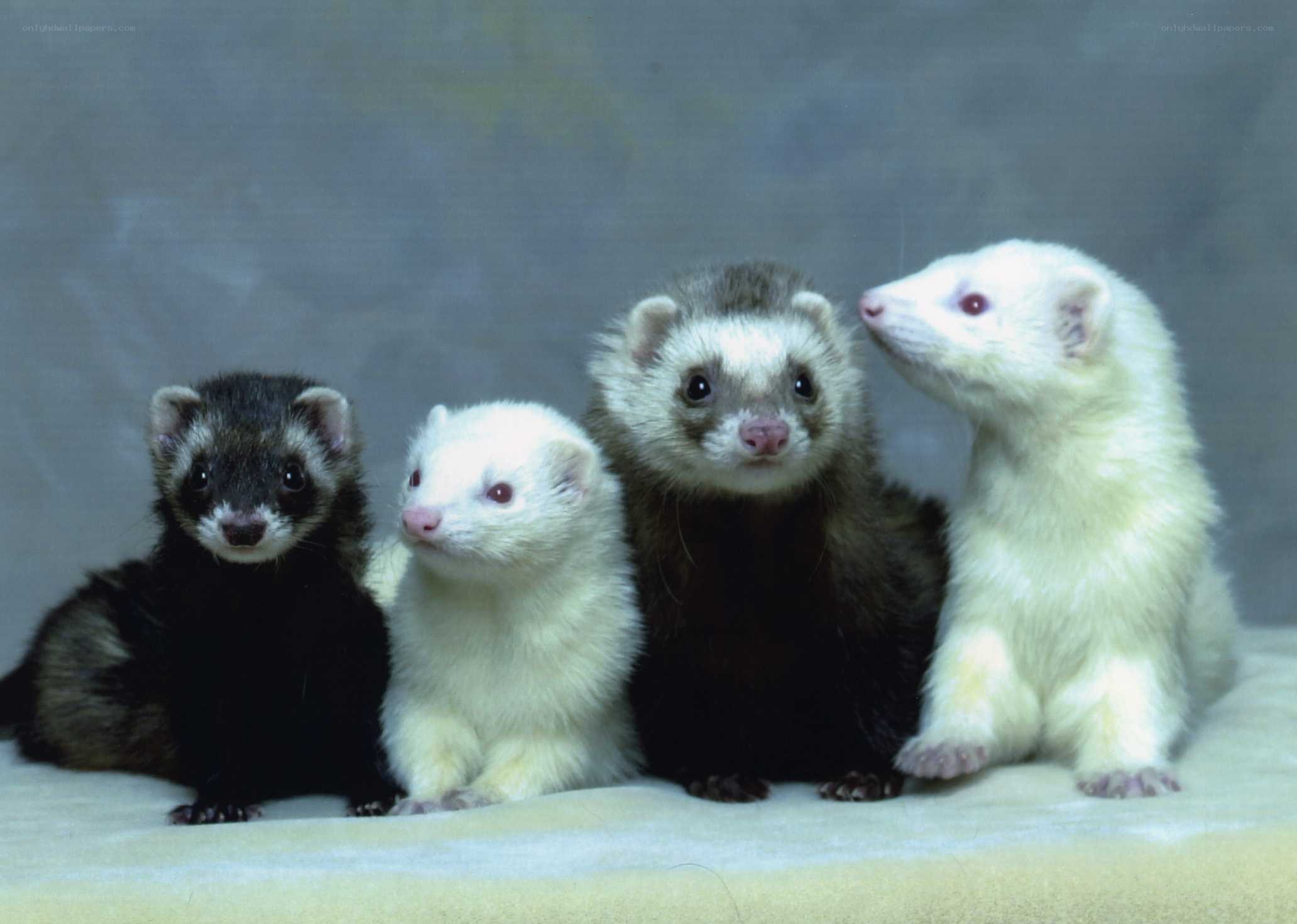 four ferrets in a row
