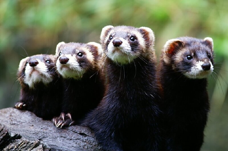 four ferrets on a log