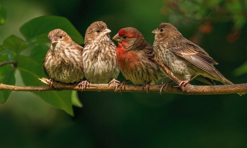 Four Finches on a Branch — Brown
