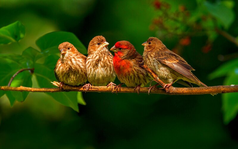 Four Finches on a Branch