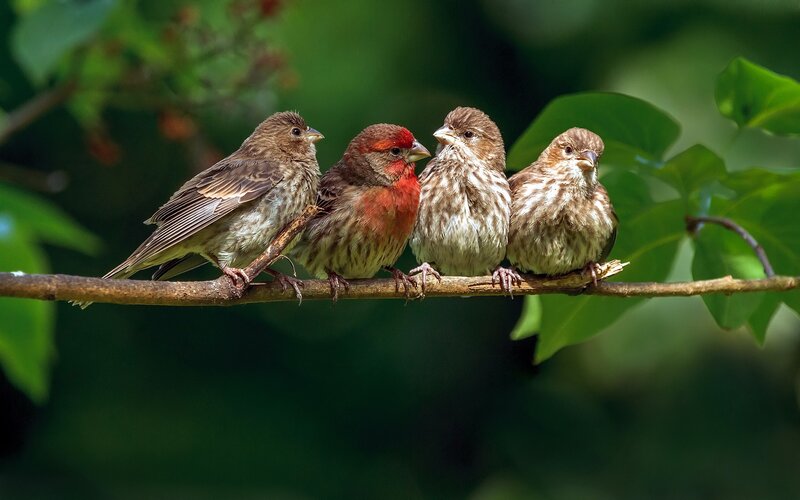 Four Finches on Branch — Green
