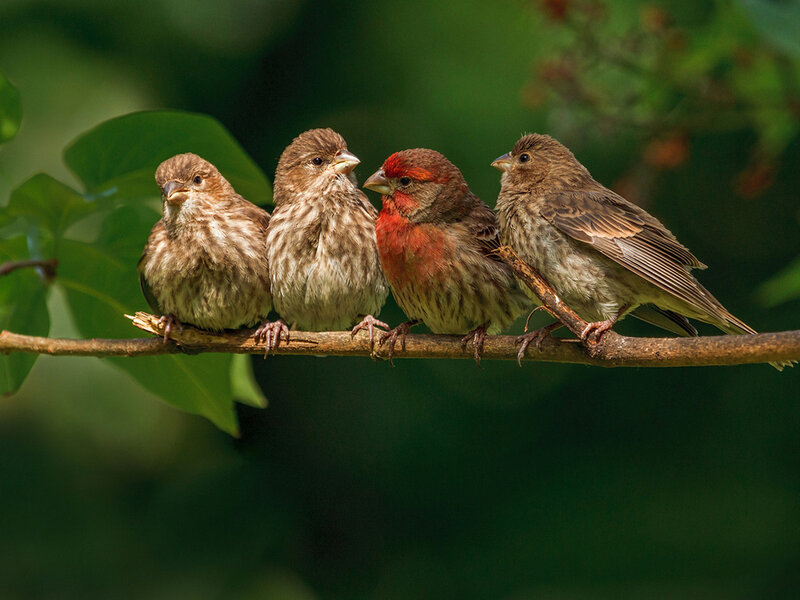 Four Finches on Branch