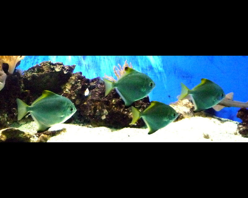 Four Fish in Aquarium