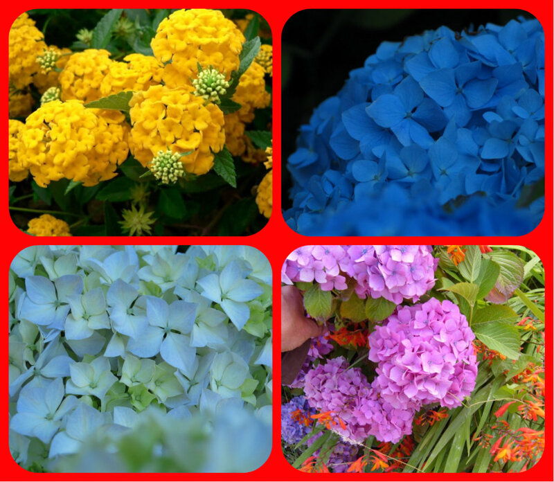 Four Flower Types