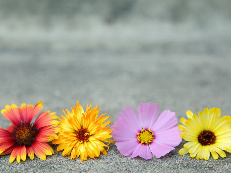 Four Flowers on Concrete