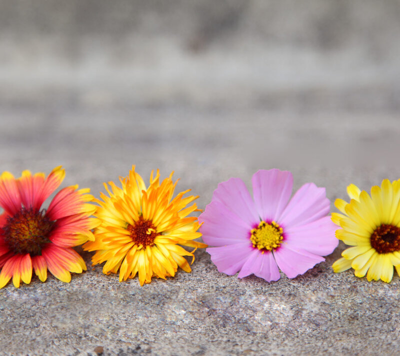 Four Flowers on Stone