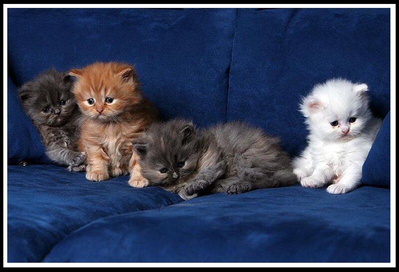 Four Fluffy Kittens — Blue