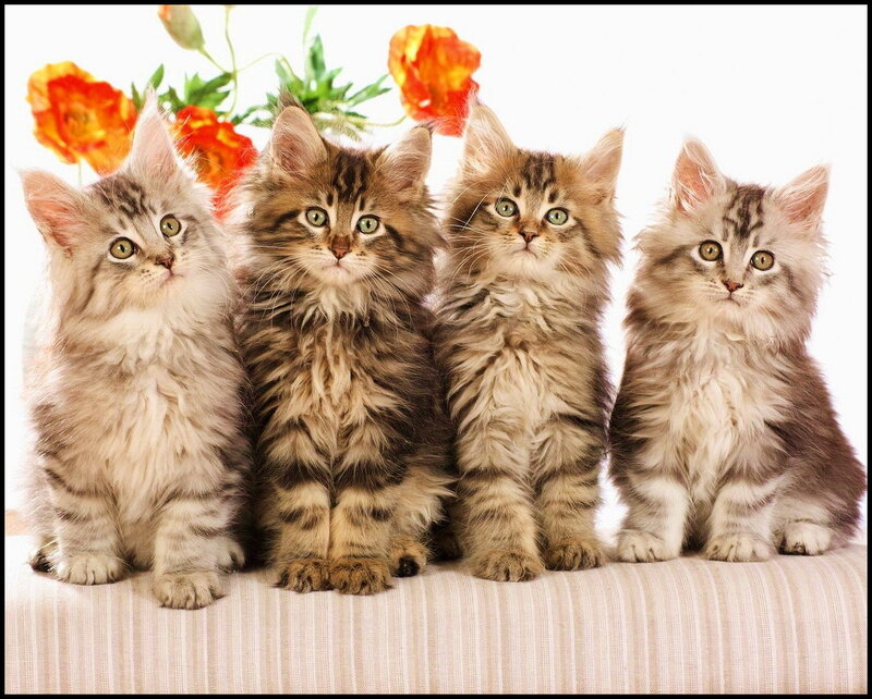 Four Fluffy Kittens — Brown
