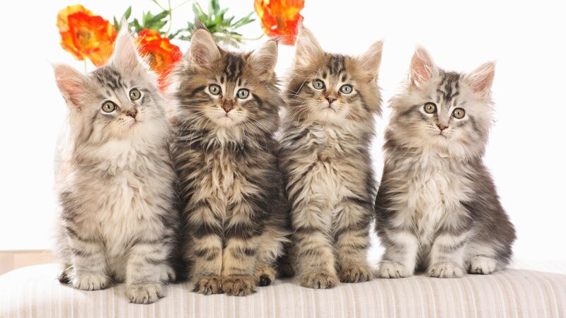 Four Fluffy Kittens — Calm