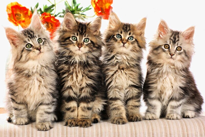 Four Fluffy Kittens — Gray, Calm