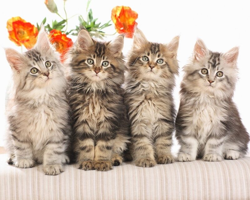 Four Fluffy Kittens — Gray