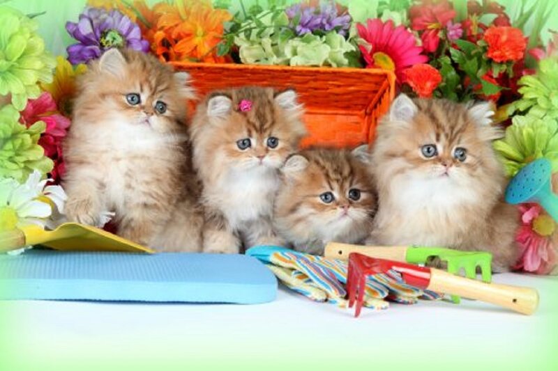 Four Fluffy Kittens — Green