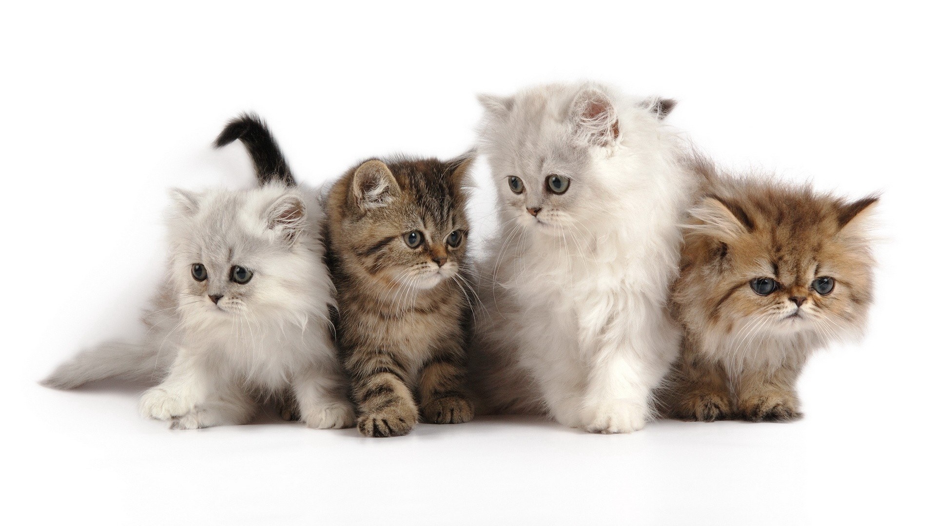 four fluffy kittens in a row