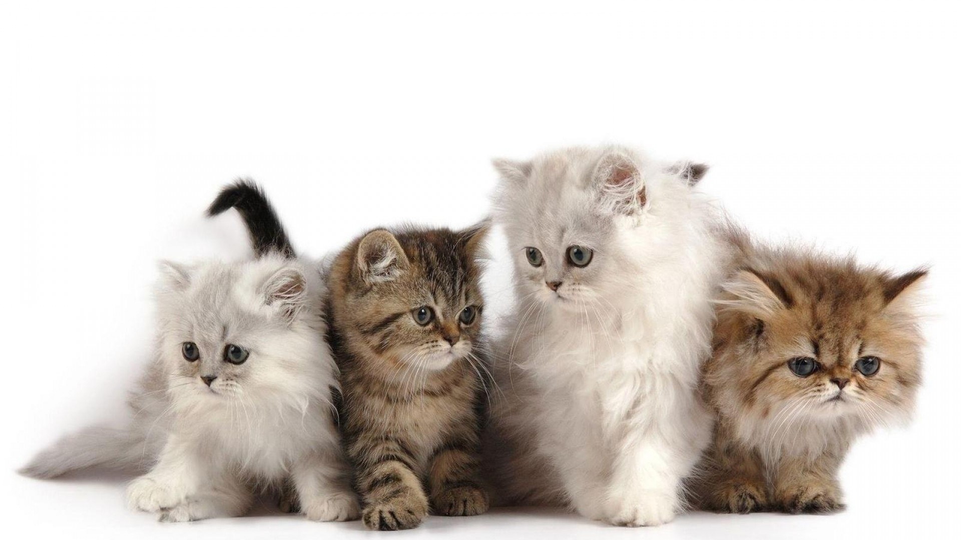 four fluffy kittens in a row