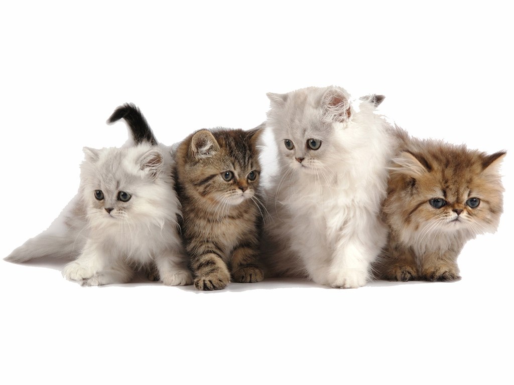 four fluffy kittens in a row
