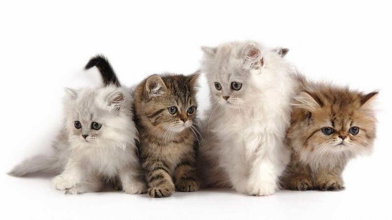four fluffy kittens in a row
