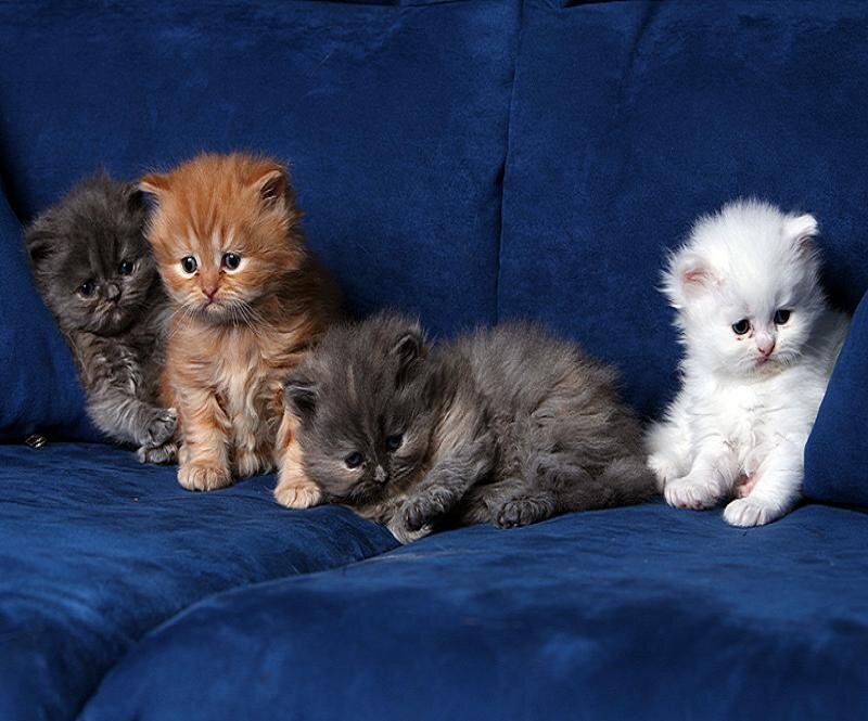 four fluffy kittens on a couch
