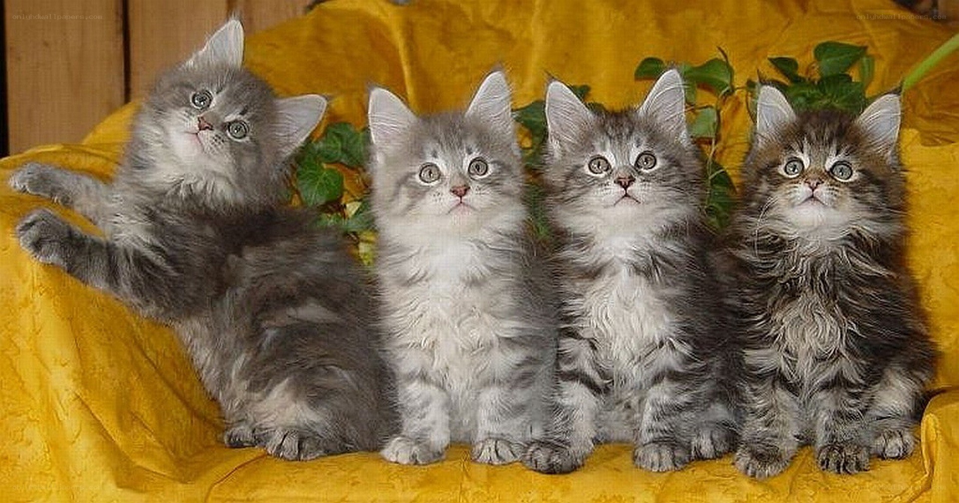 four fluffy kittens on yellow cloth