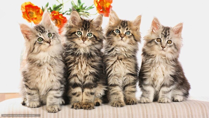 four fluffy kittens sitting